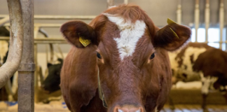 – Feigt og tannløst