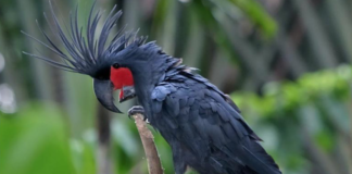 Denne fuglen gjør noe ingen andre kan. Nå går bestanden raskt nedover