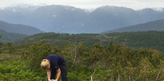 Flere sauer på utmarksbeite – tap til rovvilt går ned
