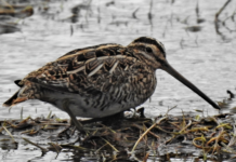 Reparasjoner av natur i ødeleggelsenes tidsalder
