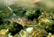 Villaks hadde i “ekstrem grad” genetikk som var de avkom av oppdrettsfisk