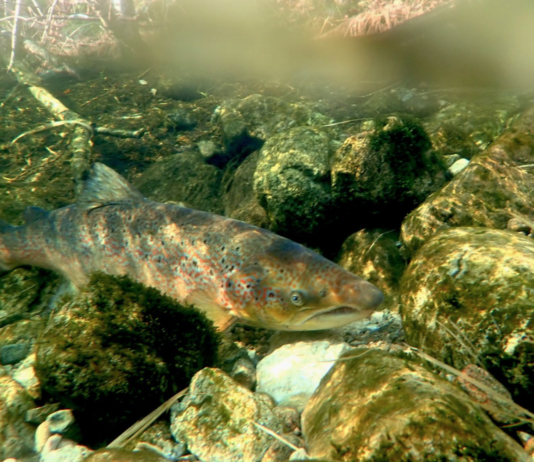 Villaks hadde i “ekstrem grad” genetikk som var de avkom av oppdrettsfisk