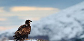 Hvor høy er himmelen under NVE?