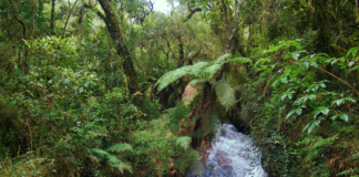 BBC: Landranere selger regnskogområder i Amazonas på Facebook