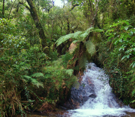 BBC: Landranere selger regnskogområder i Amazonas på Facebook