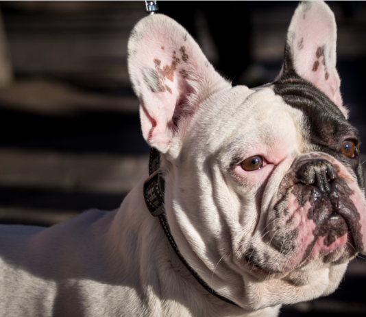 Skyggesidene ved norsk hundeboom: Mange hunder er fengslet i egen kropp – eller hos feil hundeeier