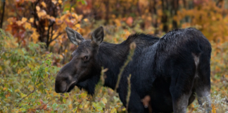 For 20 år siden var det bare 1500 elger igjen i Polen. I dag er det 28000