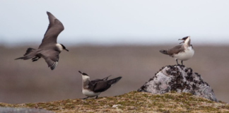 Historisk: Tyvjo merket i Finnmark funnet i Brasil