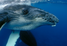 Forbud mot hvalfangst virker: Verdens hvalbestand vokser