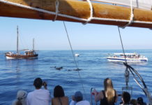 Europa har fått sin første naturlige hvalpark