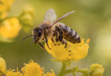 Rapport: Færre bier og sommerfugler truer EUs matvaresikkerhet