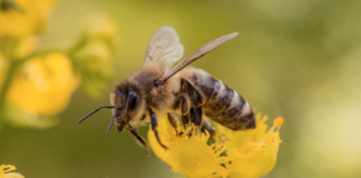 Rapport: Færre bier og sommerfugler truer EUs matvaresikkerhet