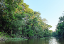 Urørt regnskog i Peru, større enn Rogaland fylke, vernes