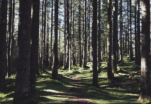 Ikke kutt i skogvernet likevel