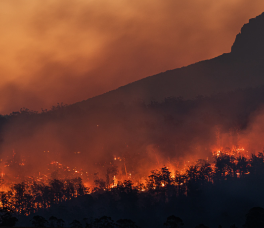 Et farlig øyeblikk: Rekordhøy avskoging i Amazonas viser hva som står på spill i valget i Brasil