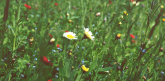 – Viken Skog sier JA til kunnskap