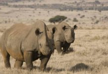 Fem seire for dyr i 2021