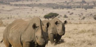 Fem seire for dyr i 2021