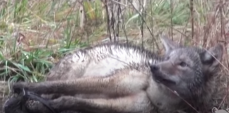 Canada Goose slutter med pels fra prærieulv