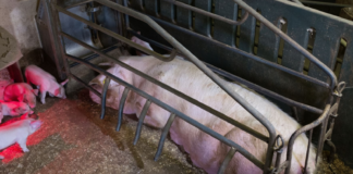 EU vil forby dyrehold i bur og i trange binger