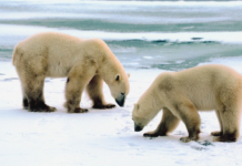 Van Mijenfjorden, Noregs nyaste nasjonalpark, er oppretta for å beskytte sel og isbjørn