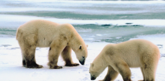 Van Mijenfjorden, Noregs nyaste nasjonalpark, er oppretta for å beskytte sel og isbjørn