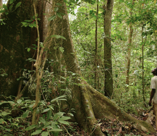 Gabon har klart å redusere avskoginga. Nå kjem belønninga