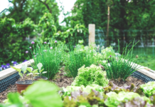 Norske urter kan bli til helsebringende fôr og smart emballasje