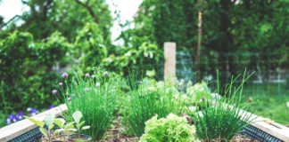 Norske urter kan bli til helsebringende fôr og smart emballasje