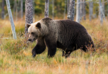 Bjørn flyttes til Tyskland etter å ha tatt livet av jogger i Italia
