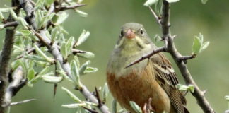 Norges sjeldneste fugl får spesialservice av grunneier