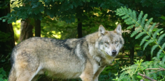 Noah vant i retten – fellingen av Letjenna-ulvene var ulovlig