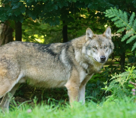 Noah vant i retten – fellingen av Letjenna-ulvene var ulovlig