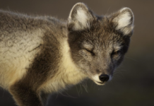 Byks oppover for fjellreven på Hardangervidda