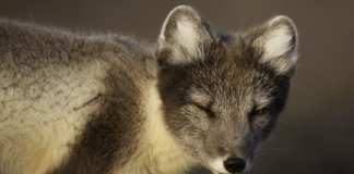 Byks oppover for fjellreven på Hardangervidda