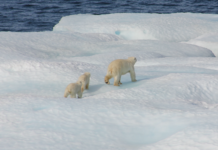 Tirsdag avsløres hvem av Norges 100 største bedrifter som er best og dårligst på klima