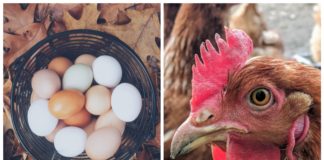 Industrihøns presses så hardt at 4 av 5 brekker brystbeinet