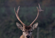 Mistanke om skrantesjuke hos hjort i Etne