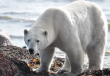 Hva skjer med isbjørnen når havisen forsvinner?