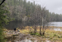 Etterlyser nye nasjonalparker i skogområder