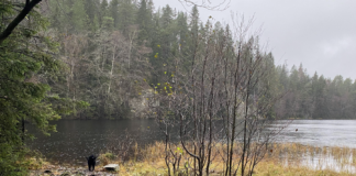 Etterlyser nye nasjonalparker i skogområder