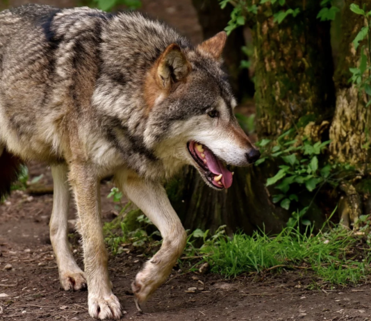 Antall sauer tatt av rovdyr er mer enn halvert de siste åtte årene