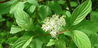 Hagesentre kan bli bøtelagt for ulovlig plantesalg