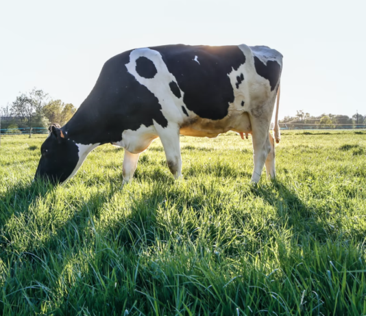 Faktasjekk: Hvor selvforsynte er vi egentlig med mat?