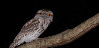 Norsk Ornitologisk Forening er historie. Nå er navnet BirdLife Norge