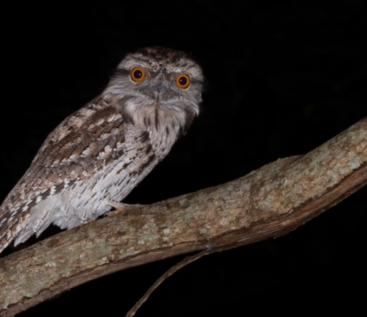 Norsk Ornitologisk Forening er historie. Nå er navnet BirdLife Norge
