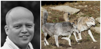 Vedum utelukker ikke Frp-samarbeid i rovdyrspørsmål