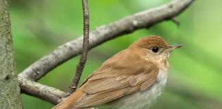 Ny fugleart sett i Norge for første gang, på Utsira (hør sangen her)
