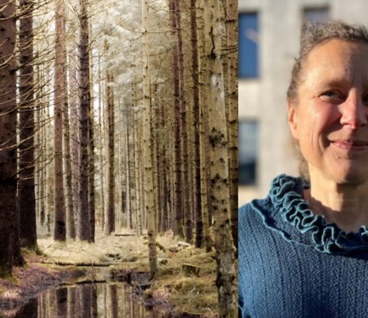 Barskogen i Skandinavia er under press. Høgskolen i Innlandet leder “reddeprosjekt”