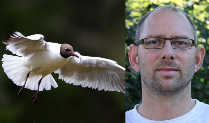 Hettemåke, en av våre vanligste fugler, er nå på rødlista. T.h. Kjetil Solbakken, generalsekretær i BirdLife Norge. Foto: Per Harald Olsen / NTNU / CC, BirdLife Norge.